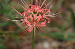 Magic lily <BR>Red spider lily